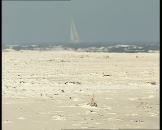 Link to Video | 1991, Sweden