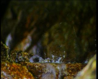 Link to Video