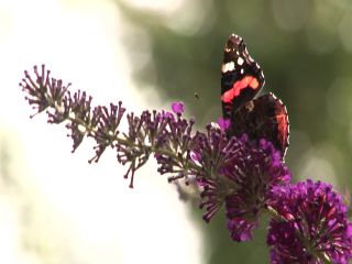 Link to Video