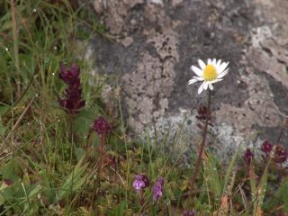 Link to Video | 2005, Scotland