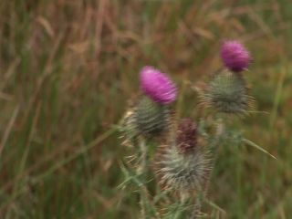 Link to Video | 2005, Scotland