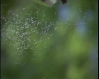 Link to Video | Germany, 1994, color, photographic film, Bavaria