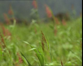 Link to Video | Germany, 1994, color, photographic film, Bavaria