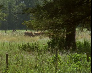 Link to Video | Germany, 1994, color, photographic film, Bavaria