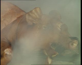 Link to Video | Germany, 1995