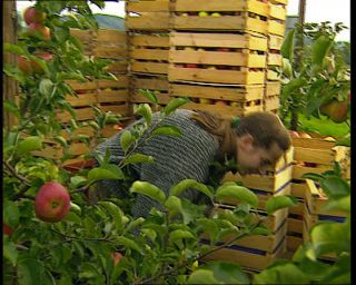 Link to Video | Germany, 1995