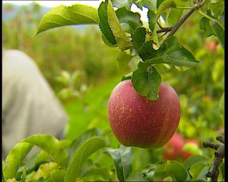 Link to Video | Germany, 1995