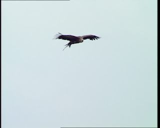 Link to Video | Germany, 1995