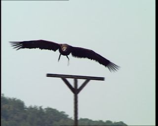 Link to Video | Germany, 1995