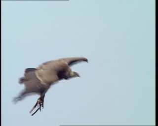 Link to Video | Germany, 1995