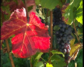 Link to Video | Germany, 1995