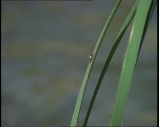 Link to Video | Germany, 1994, color, photographic film, Bavaria