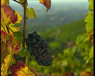 Link to Video | Germany, 1995