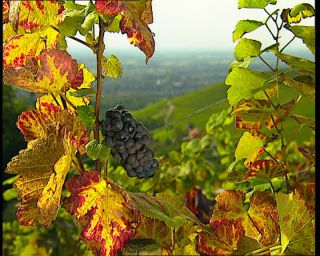 Link to Video | Germany, 1995