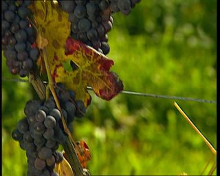 Link to Video | Germany, 1995