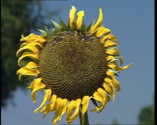 Link to Video | Germany, 1995