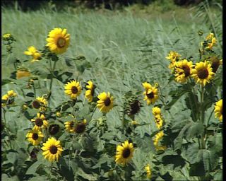 Link to Video | Germany, 1995