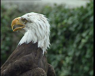 Link to Video | Germany, 1995