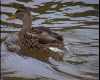 Link to Video | Germany, 1994, color, photographic film, Bavaria