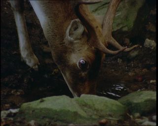 Link to Video | Germany, 1994, color, photographic film, Bavaria