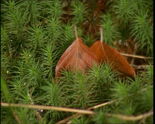 Link to Video | Germany, 1994, color, photographic film, Bavaria