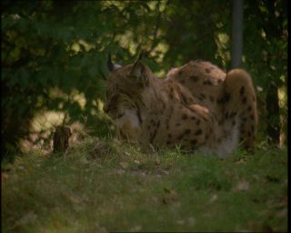 Link to Video | Germany, 1994, color, photographic film, Bavaria
