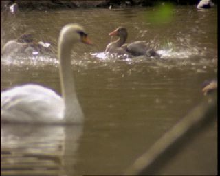 Link to Video | Germany, 1994, color, photographic film, Bavaria