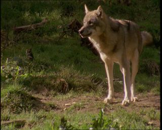 Link to Video | Germany, 1994, color, photographic film, Bavaria