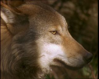 Link to Video | Germany, 1994, color, photographic film, Bavaria