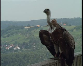 Link to Video | Germany, 1995