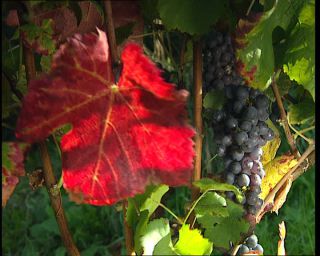 Link to Video | Germany, 1995