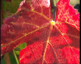 Link to Video | Germany, 1995