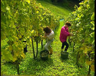 Link to Video | Germany, 1995