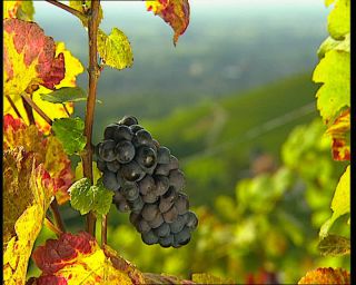 Link to Video | Germany, 1995