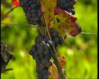 Link to Video | Germany, 1995