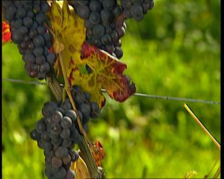 Link to Video | Germany, 1995