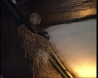 Link to Video | Germany, 1995