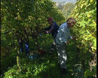 Link to Video | Germany, 1995