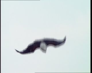 Link to Video | Germany, 1995