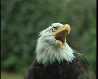 Link to Video | Germany, 1995