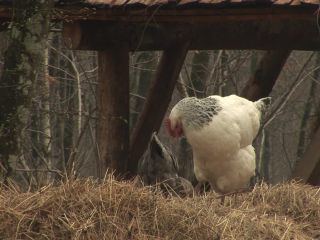 Link to Video | experiment, tourist destination, Middle Ages, Yonne, France, Guédelon Castle, Bourgogne-Franche-Comté, Treigny, High Middle Ages, color, castle, tourist attraction, experimental archaeology, long-term experiment, 13th century