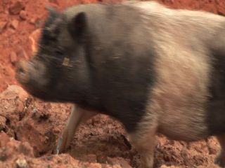 Link to Video | experiment, tourist destination, Middle Ages, Yonne, France, Guédelon Castle, Bourgogne-Franche-Comté, Treigny, High Middle Ages, color, castle, tourist attraction, experimental archaeology, long-term experiment, 13th century