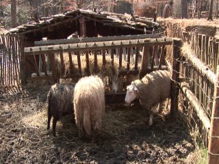 Link to Video | experiment, tourist destination, Middle Ages, Yonne, France, Guédelon Castle, Bourgogne-Franche-Comté, Treigny, High Middle Ages, color, castle, tourist attraction, experimental archaeology, long-term experiment, 13th century