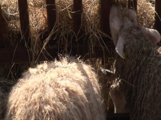 Link to Video | experiment, tourist destination, Middle Ages, Yonne, France, Guédelon Castle, Bourgogne-Franche-Comté, Treigny, High Middle Ages, color, castle, tourist attraction, experimental archaeology, long-term experiment, 13th century