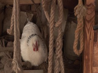 Link to Video | experiment, tourist destination, Middle Ages, Yonne, France, Guédelon Castle, Bourgogne-Franche-Comté, Treigny, High Middle Ages, color, castle, tourist attraction, experimental archaeology, long-term experiment, 13th century