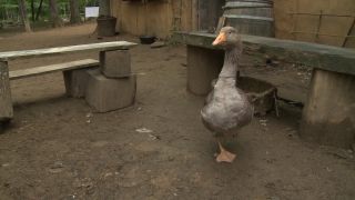 Link to Video | experiment, tourist destination, Middle Ages, Yonne, France, Guédelon Castle, Bourgogne-Franche-Comté, Treigny, 2009, High Middle Ages, color, castle, tourist attraction, experimental archaeology, long-term experiment, 13th century