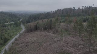 Link to Video | climate change, environmental degradation, forest dieback, Picea abies, dryness, Germany, color, monoculture, forest degradation, forest, aerial shot, 2021, Fichtenwald, Horn, Scolytinae, global warming