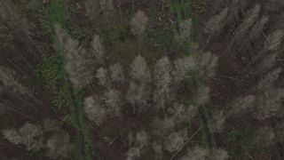 Link to Video | climate change, environmental degradation, forest dieback, Picea abies, dryness, Germany, color, monoculture, forest degradation, forest, aerial shot, 2021, Fichtenwald, Horn, Scolytinae, global warming