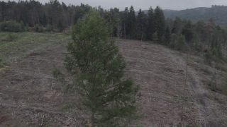 Link to Video | climate change, environmental degradation, forest dieback, Picea abies, dryness, Germany, color, monoculture, forest degradation, forest, aerial shot, 2021, Fichtenwald, Horn, Scolytinae, global warming
