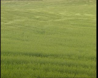 Link to Video | 1996, Denmark